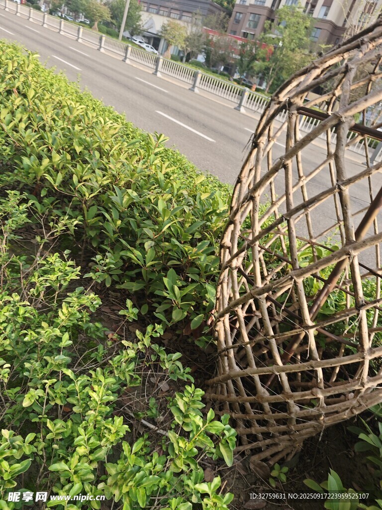 路边绿植旁的藤编球形装饰