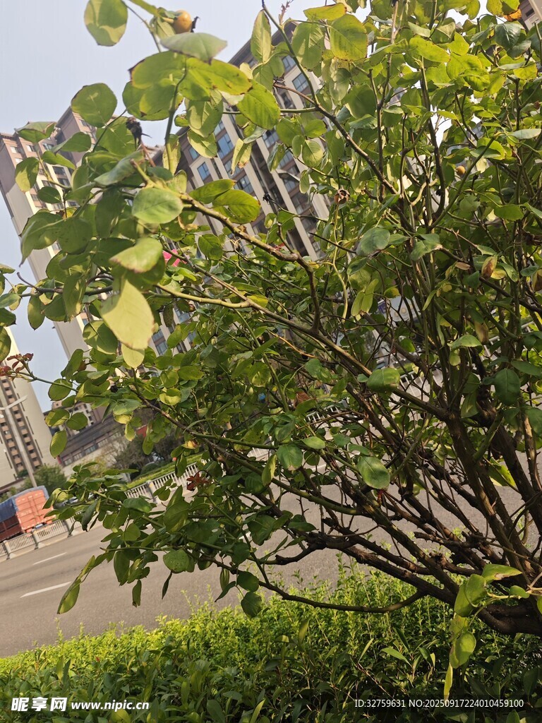 绿叶繁茂的户外植物