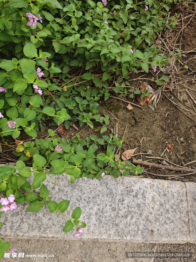 路边绿植与绽放小花