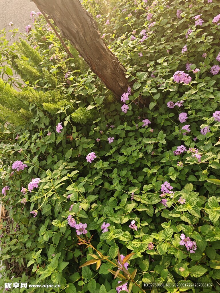 树下繁茂紫花绿植景观