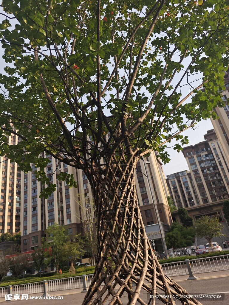 城市中被木架支撑的茂盛绿树