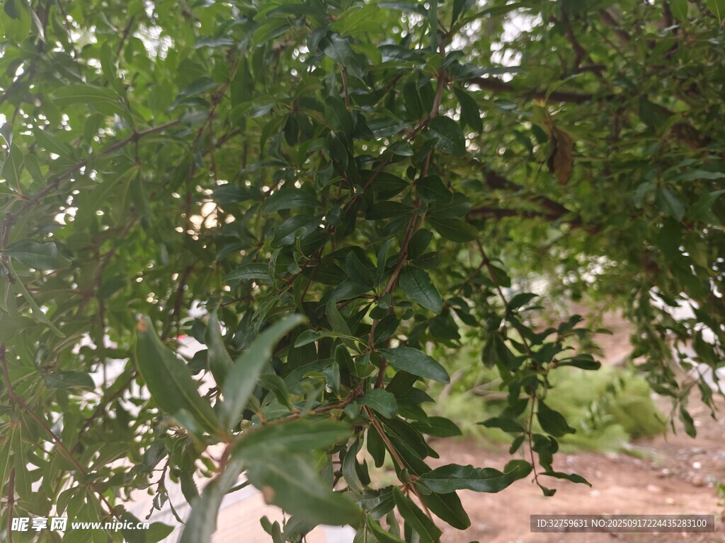 绿叶繁茂的树木景象