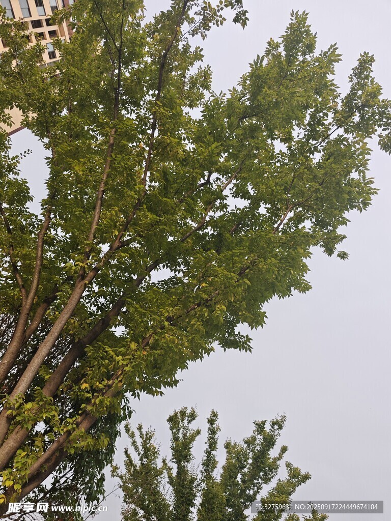 绿叶繁茂的树木