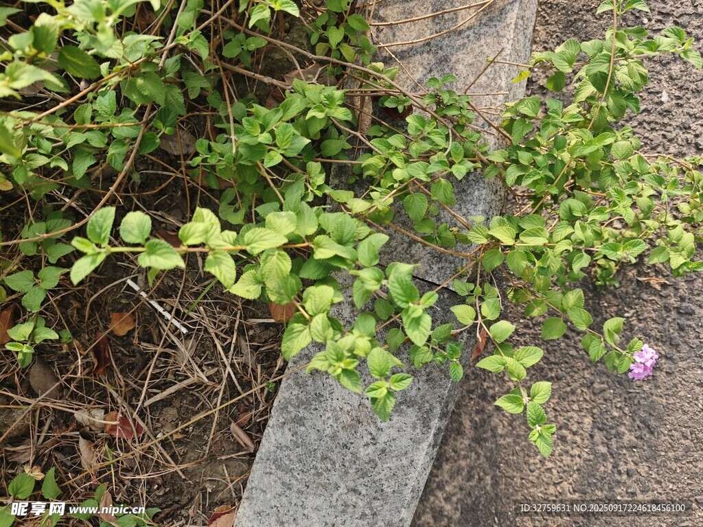 路边绿植与绽放小花