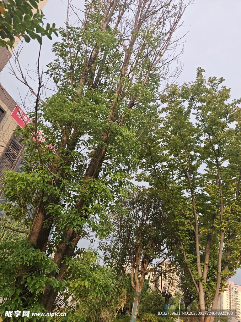 户外葱郁树木景观