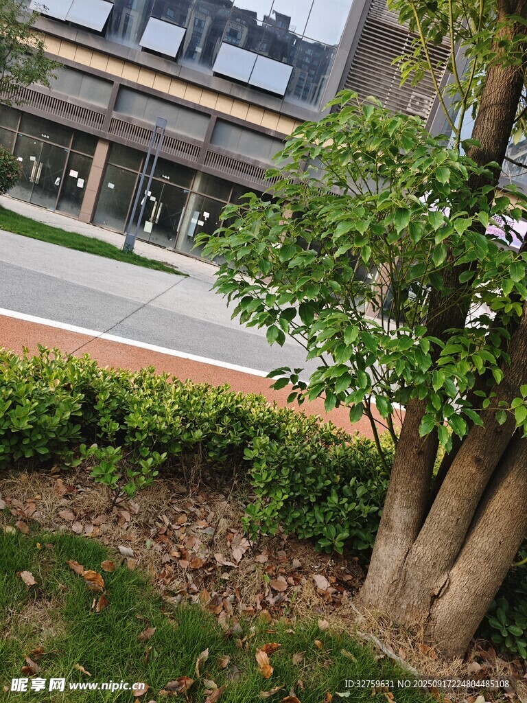 路边绿植景观