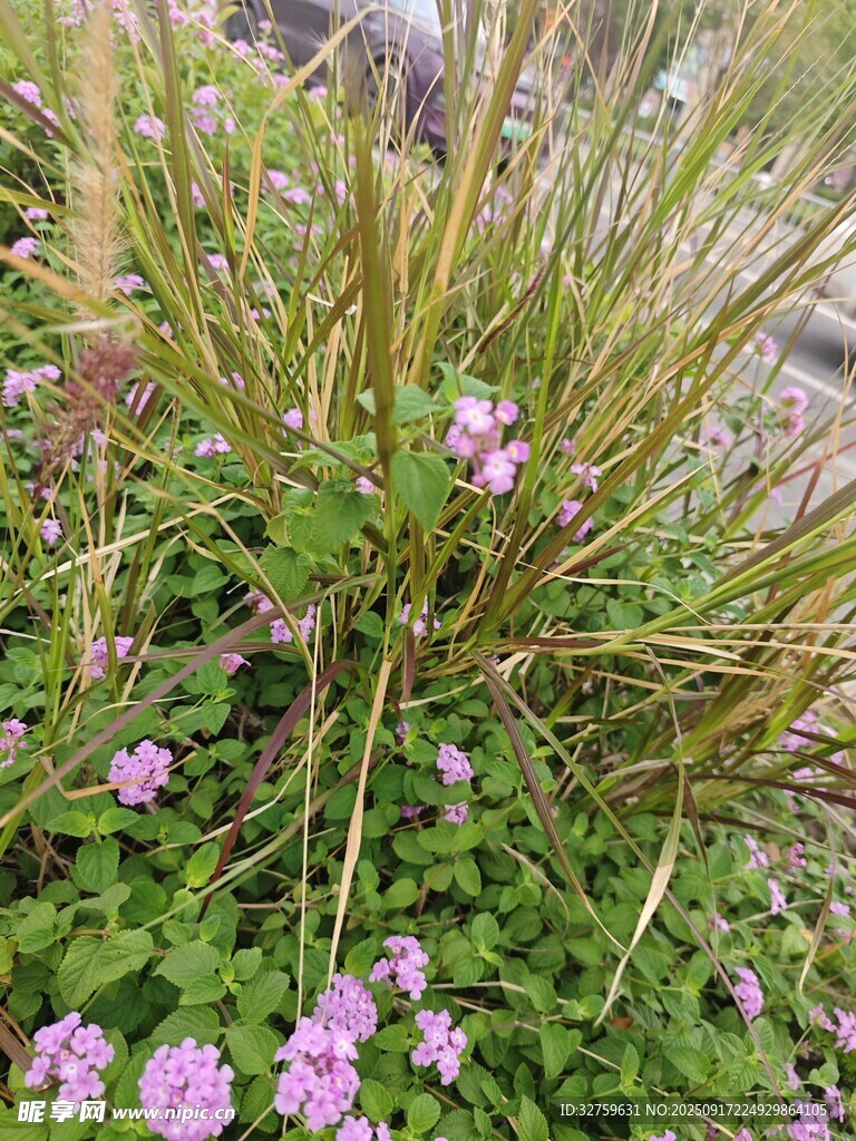 草丛中的粉色小花