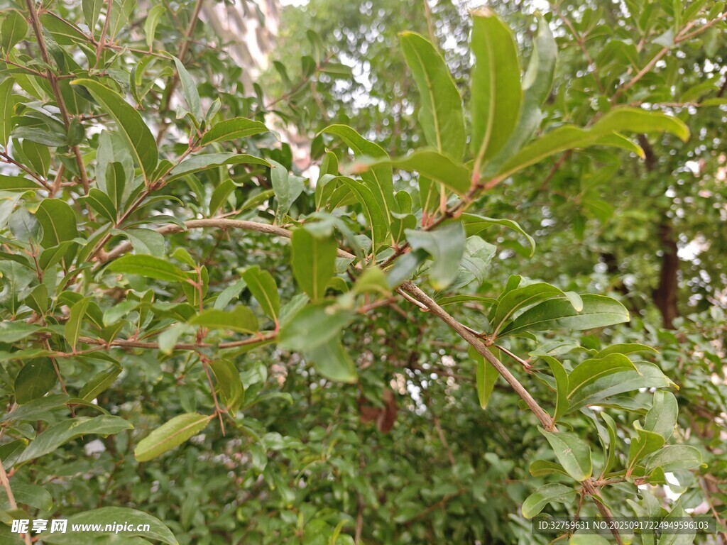 绿叶繁茂的植物枝干