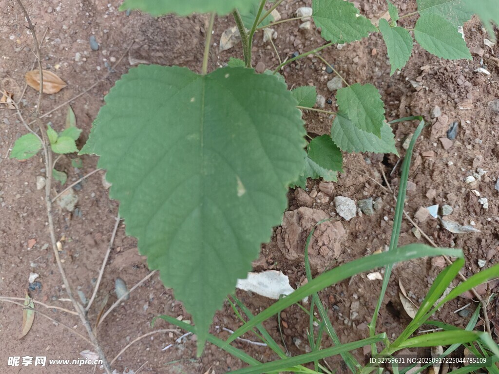 绿叶植物特写