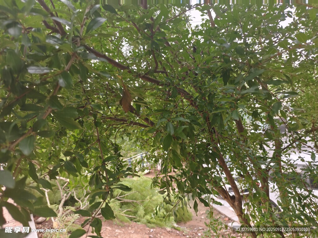 繁茂绿树 