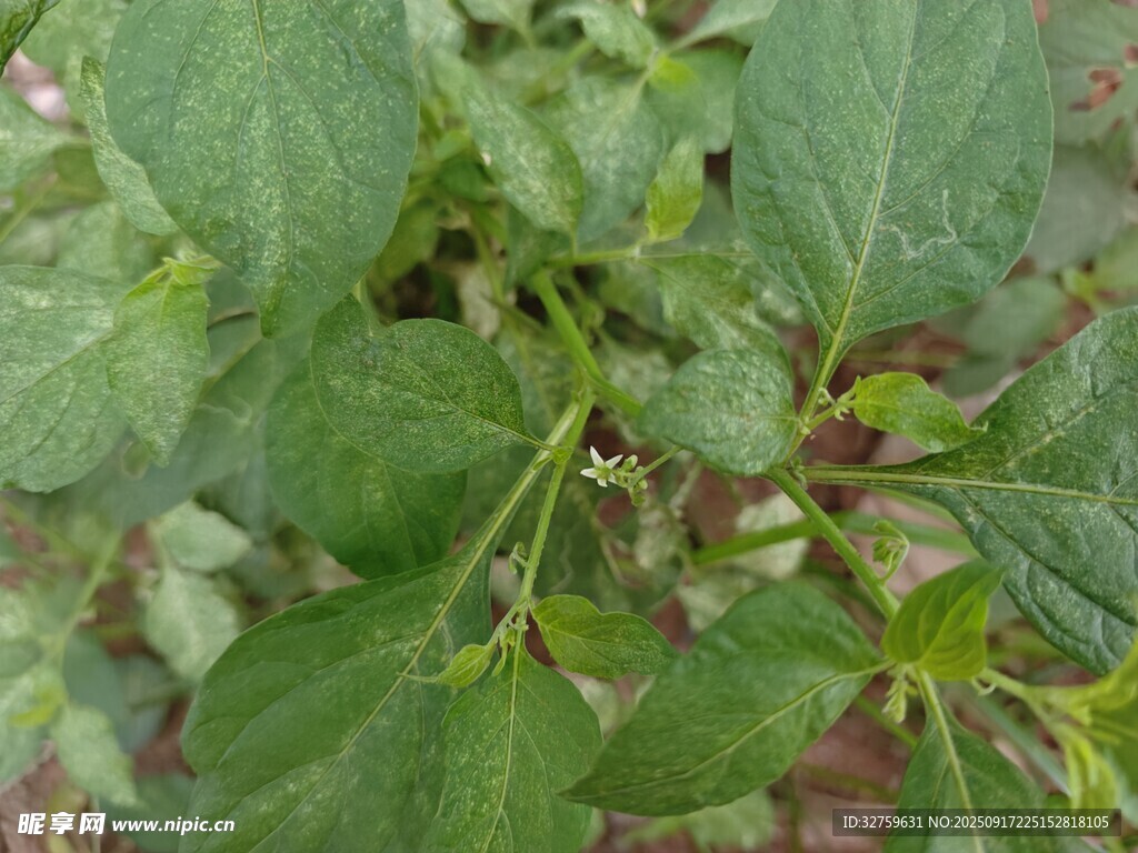 绿叶植物特写