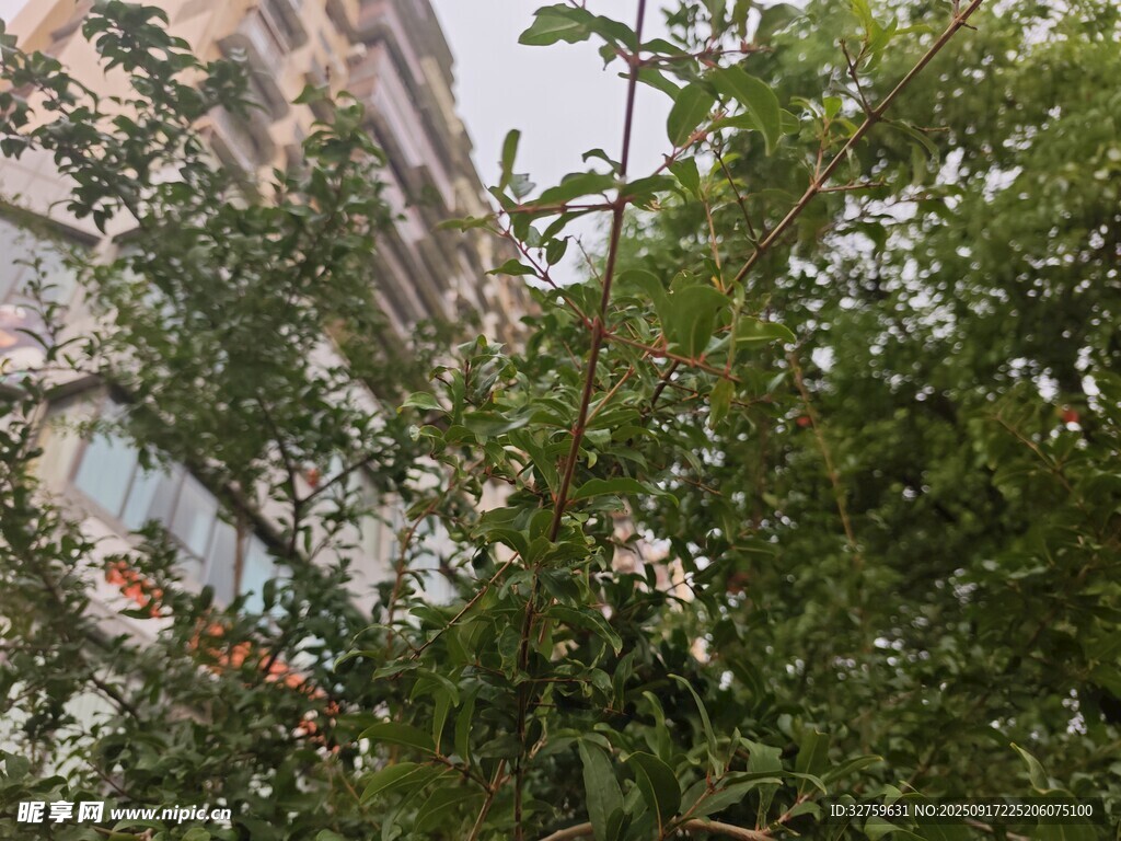 绿叶掩映下的城市建筑