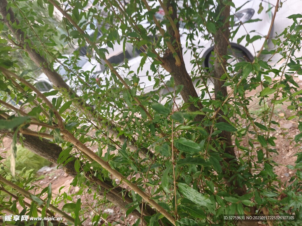 繁茂绿植景象