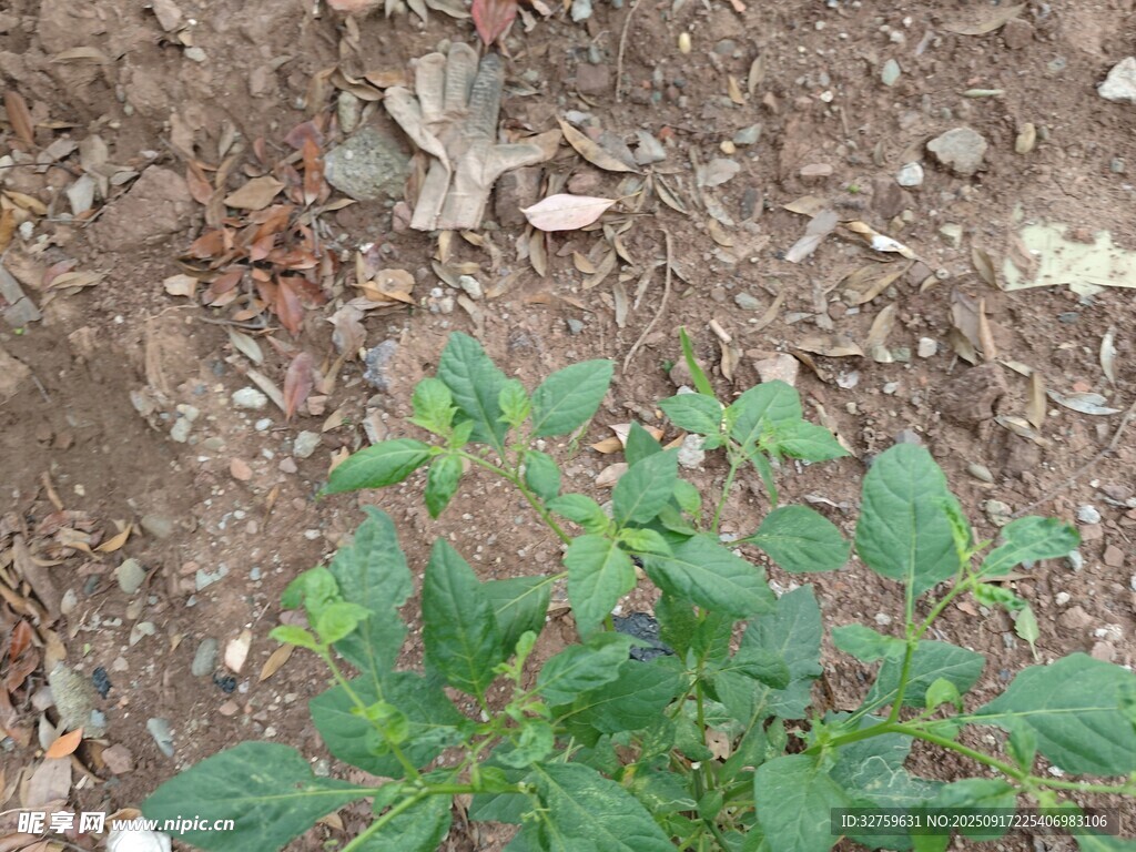 地面上的绿色植物