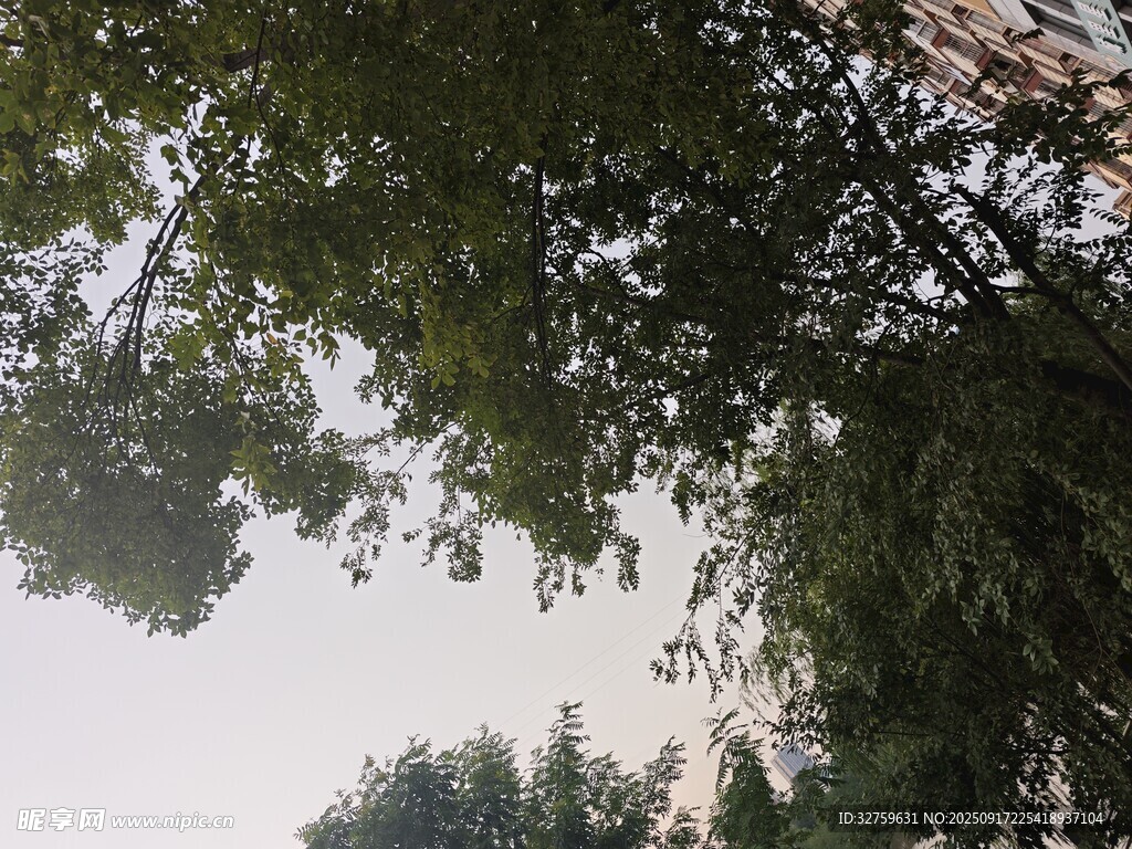 枝叶繁茂的树木景观