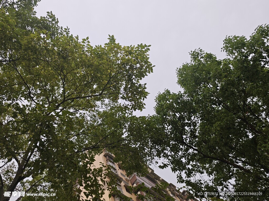 绿树掩映下的建筑物