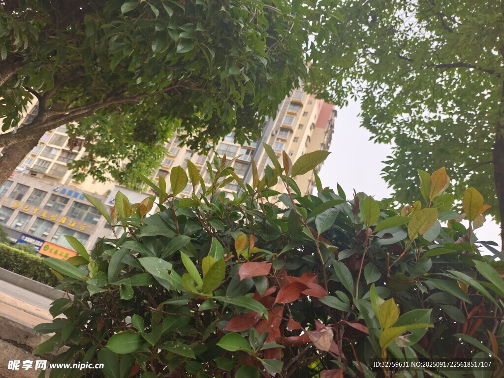 绿叶繁花映衬下的城市建筑