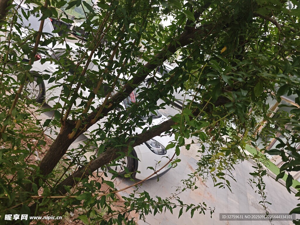 透过枝叶见朦胧水景