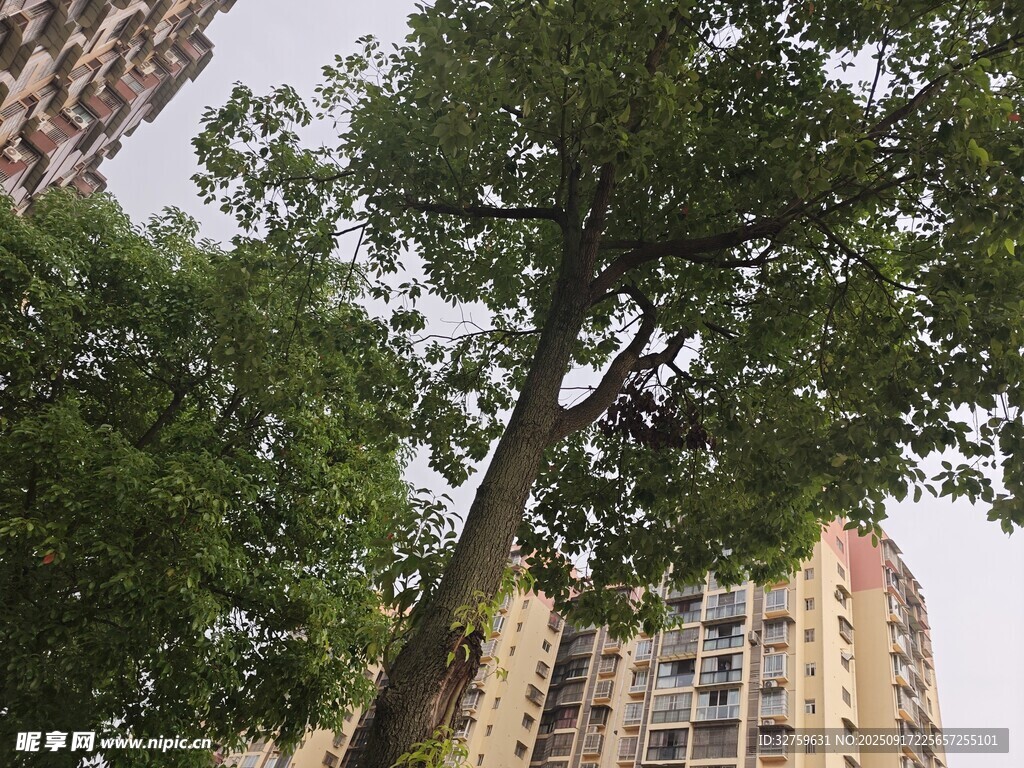 高楼间挺拔绿树景观
