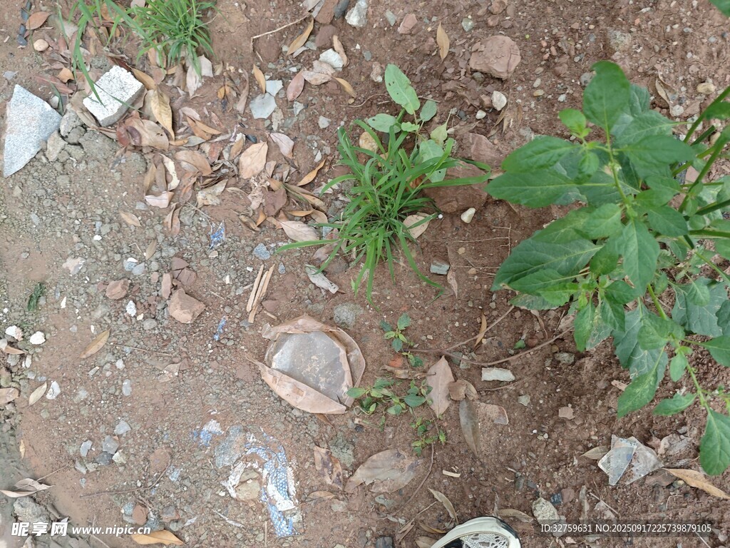 地面上的绿植与碎石