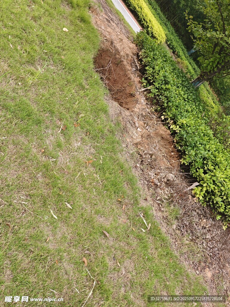草坪边缘的裸露土地