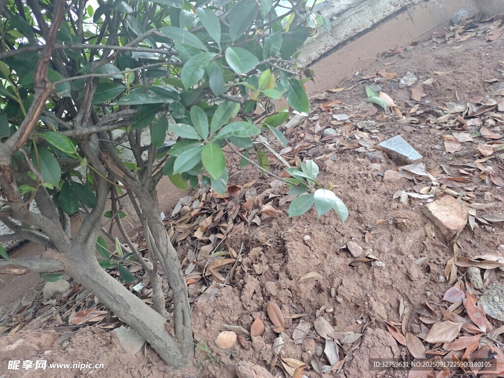 地面旁的绿植与散落枯叶