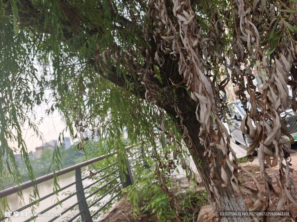 河边繁茂垂柳树景