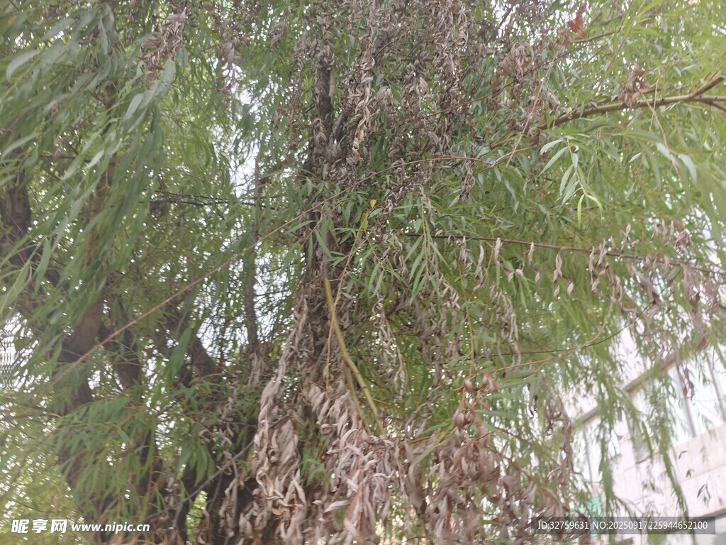 高大葱郁的树木景观