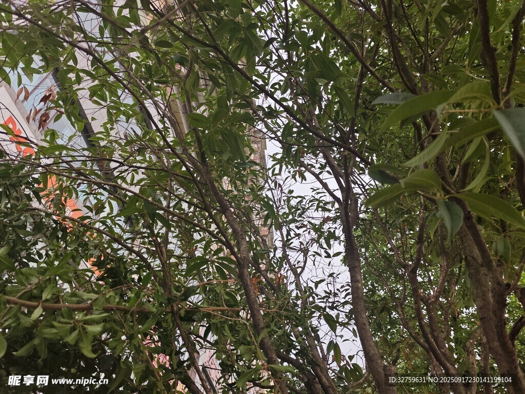 繁茂树林中的绿意景致