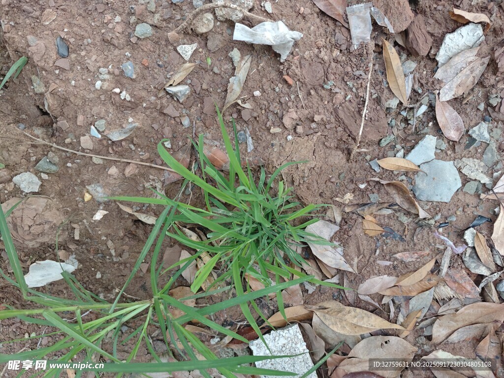 泥土中的嫩绿小草