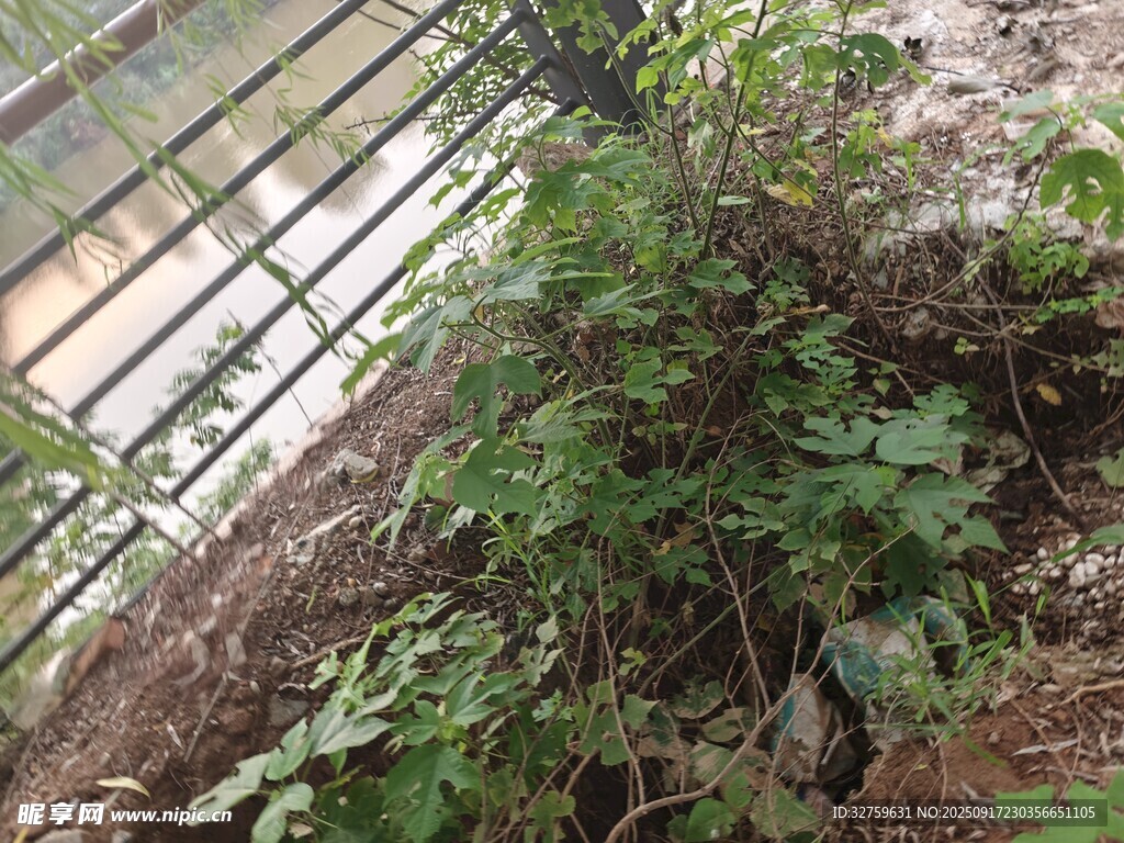 温室中的绿色植物