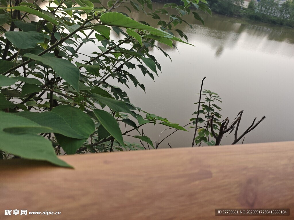 湖边木栏与绿植景致