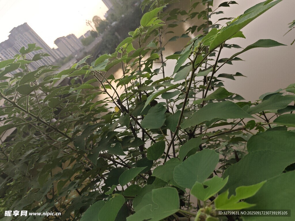 山间绿植与朦胧远景