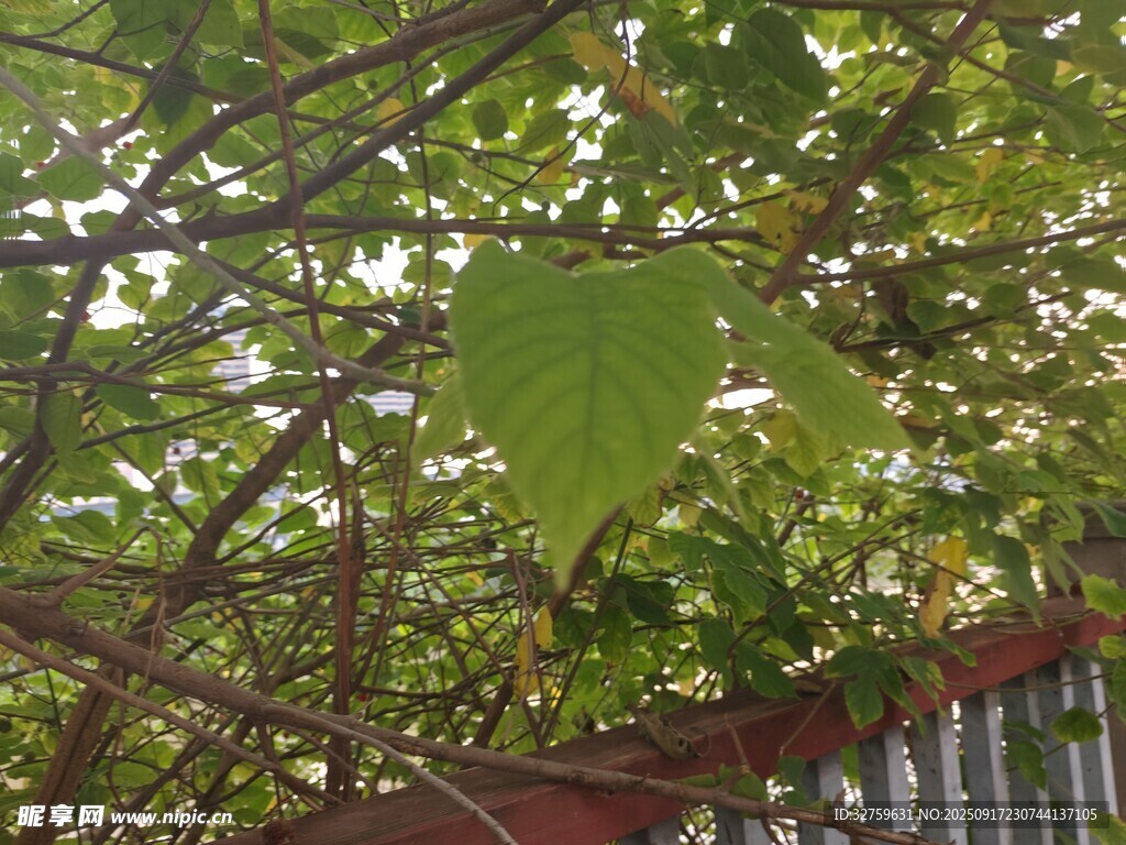 绿叶繁茂于围栏之上
