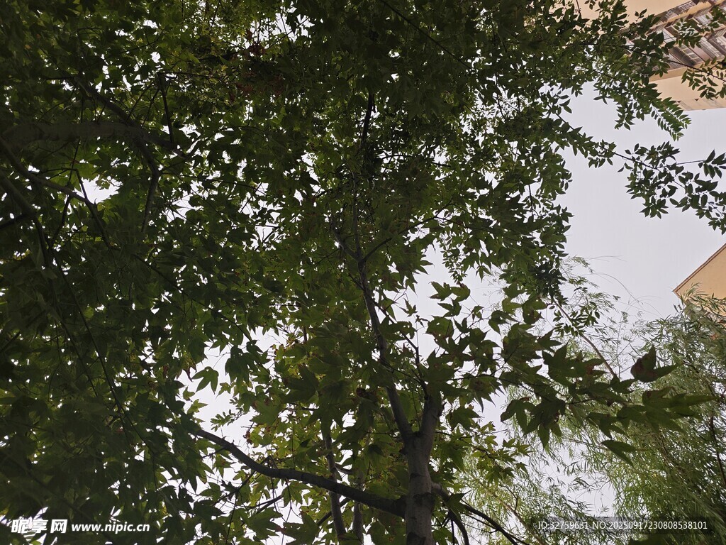 仰视繁茂枝叶与建筑