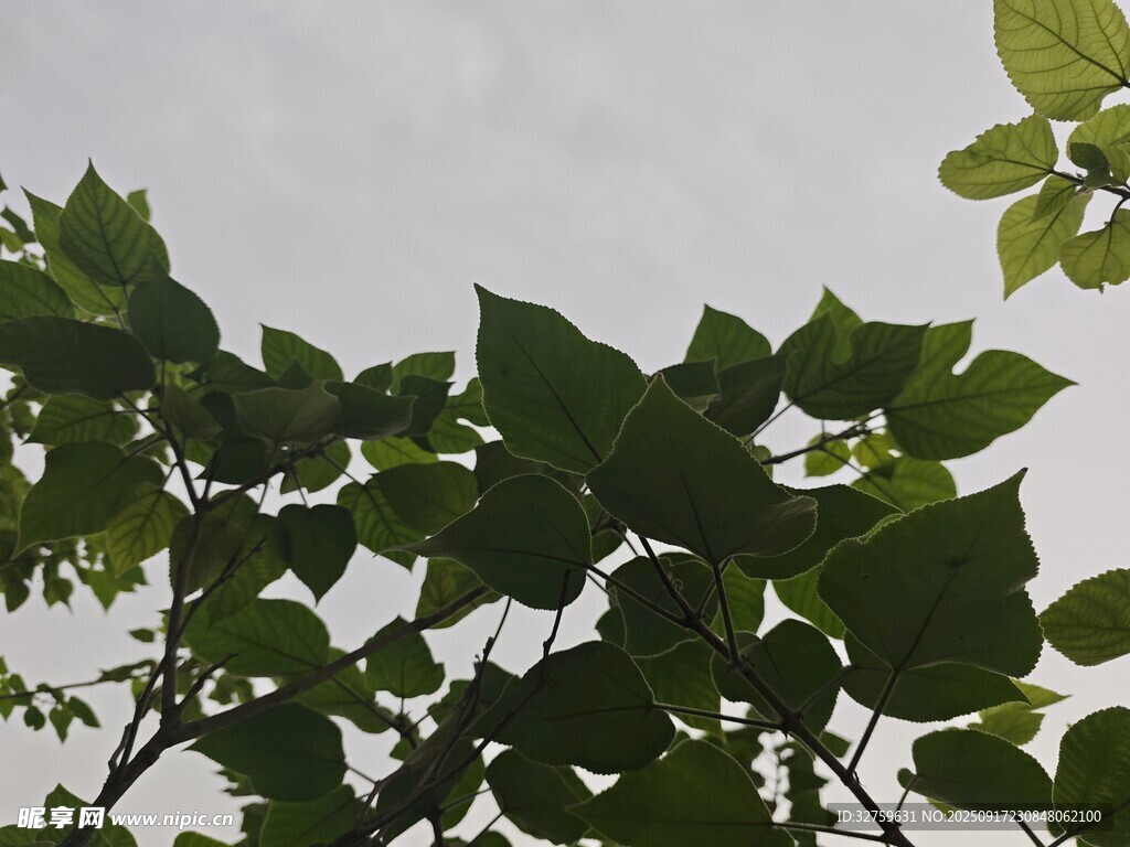 绿叶繁茂 