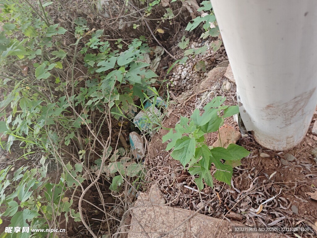 墙边绿植生长景象