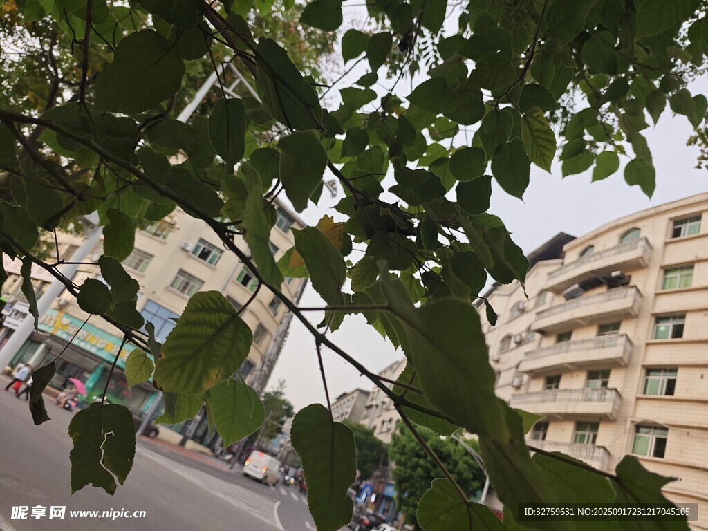 透过枝叶看街边楼房