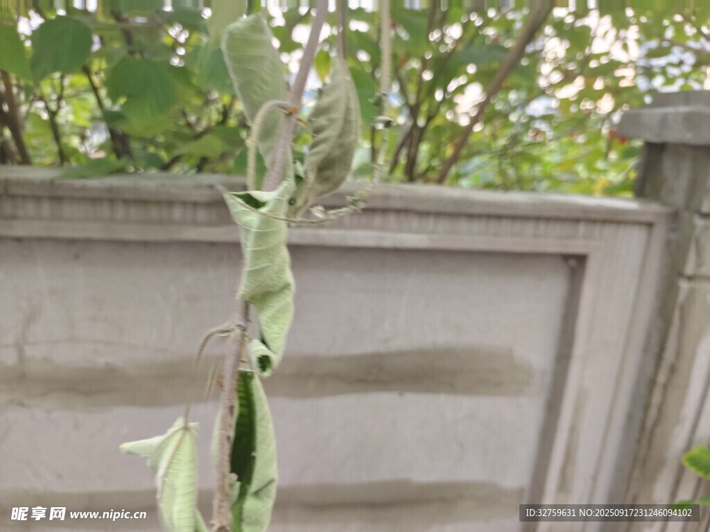 墙边生长的嫩绿植物