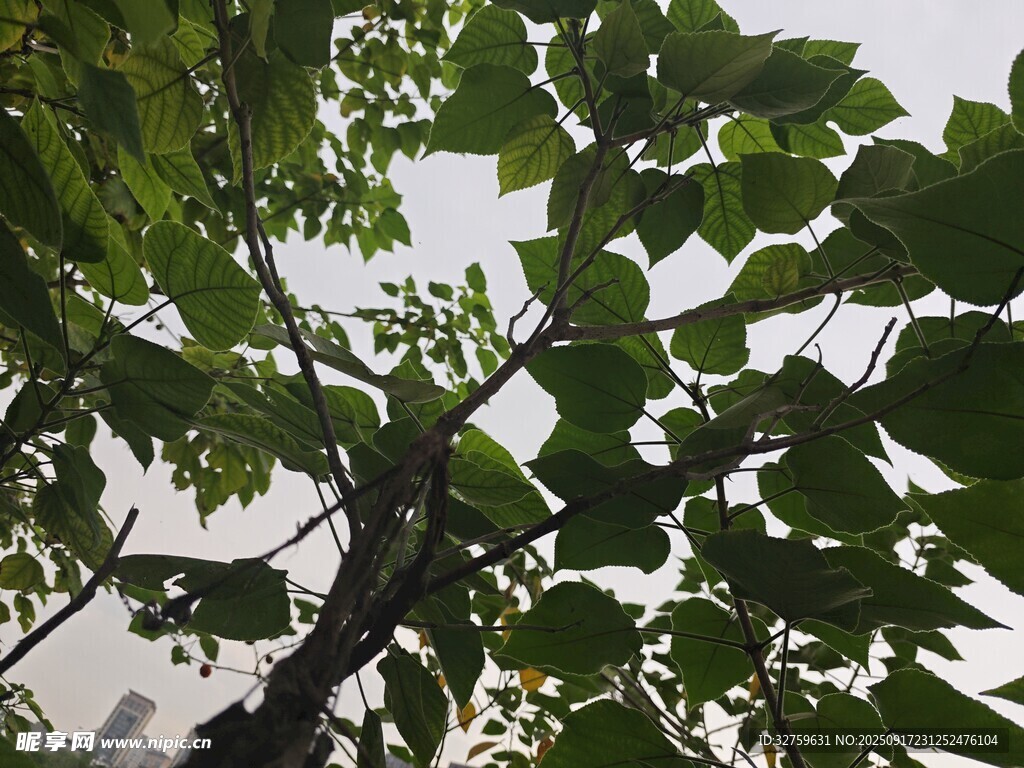 绿叶繁茂的树枝特写
