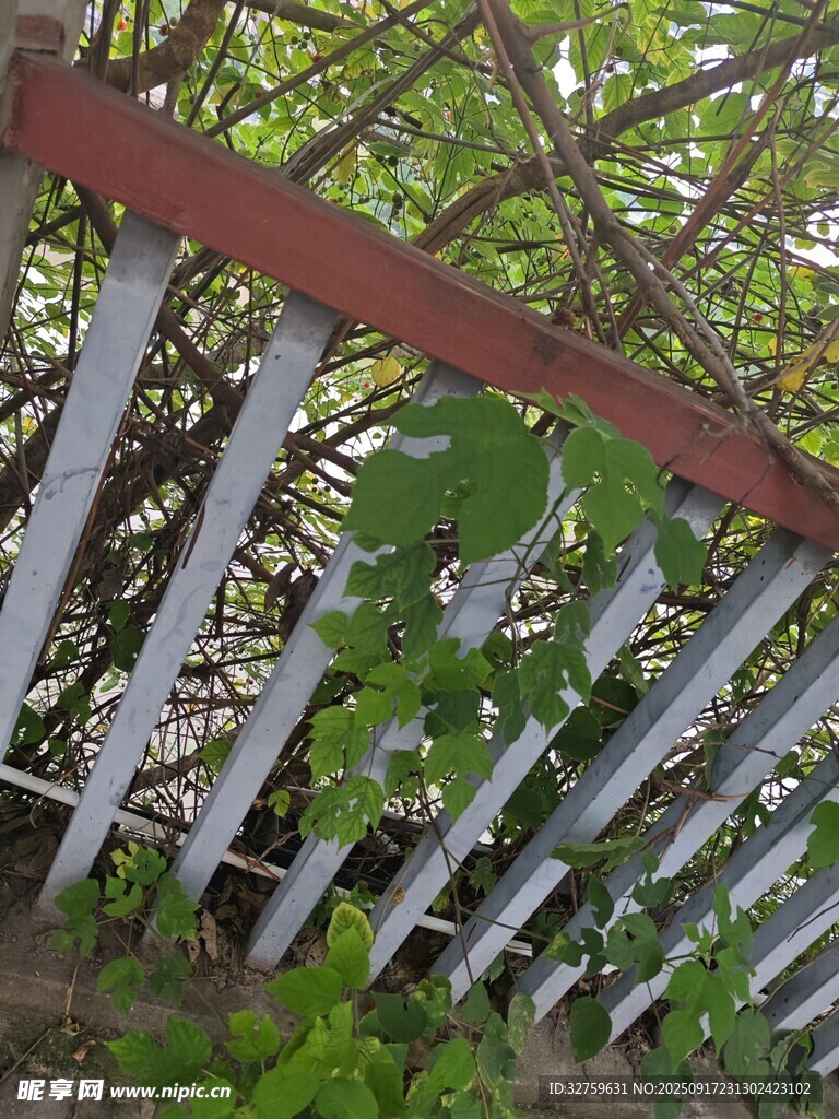 木栅栏后的绿植景观
