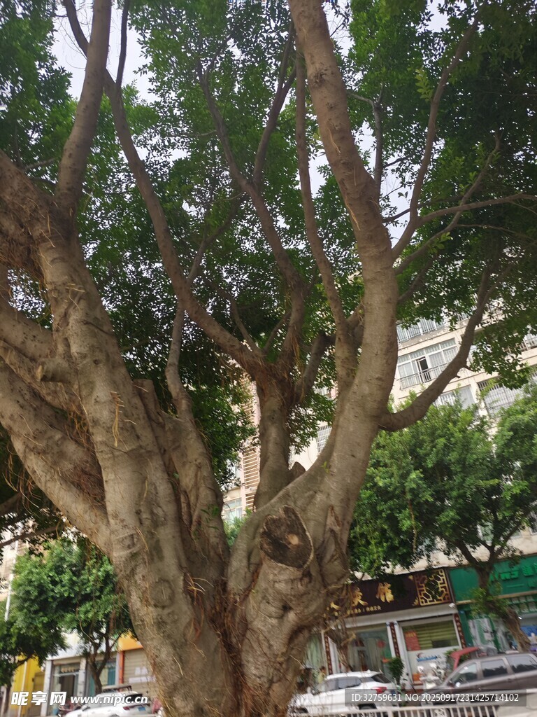 粗壮繁茂的街边大树