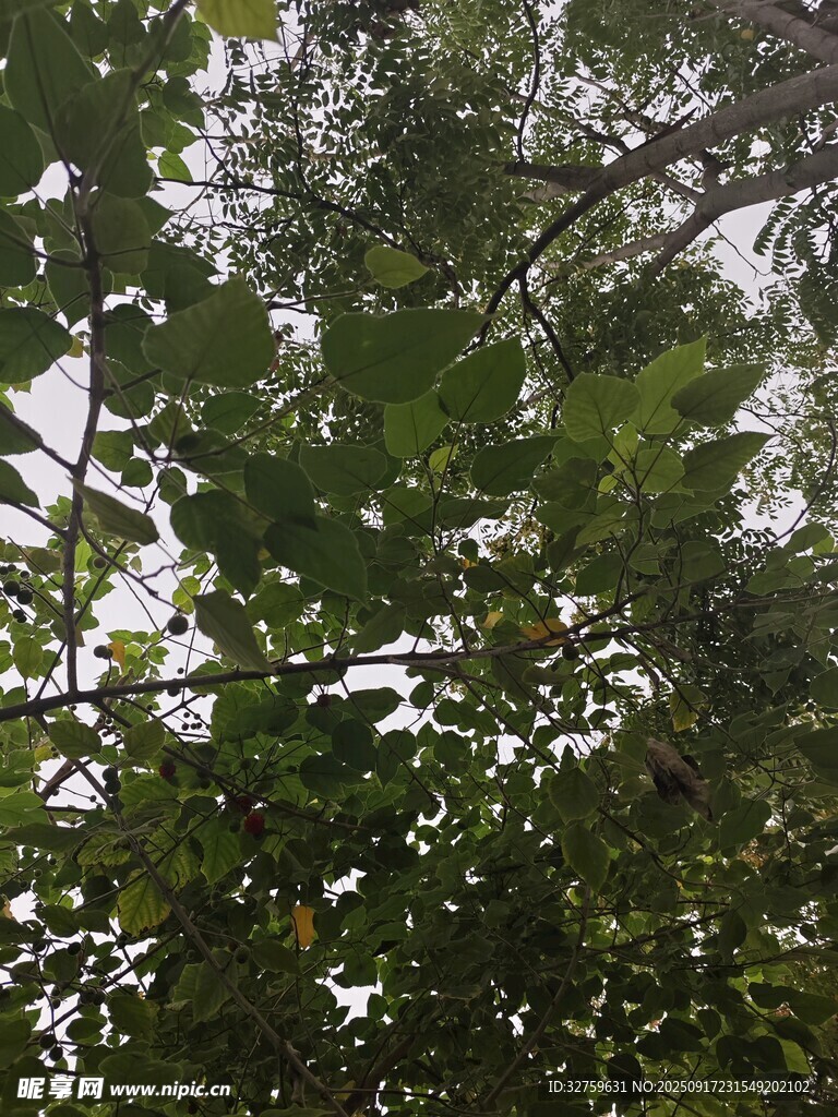 茂密枝叶间的绿意景象