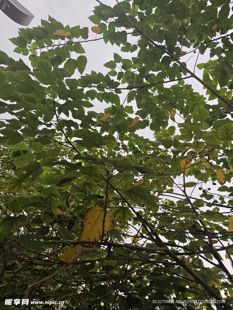 绿叶间的黄色物体