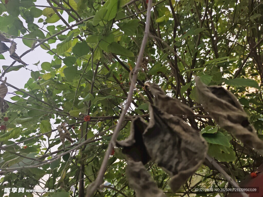 树上的猫咪