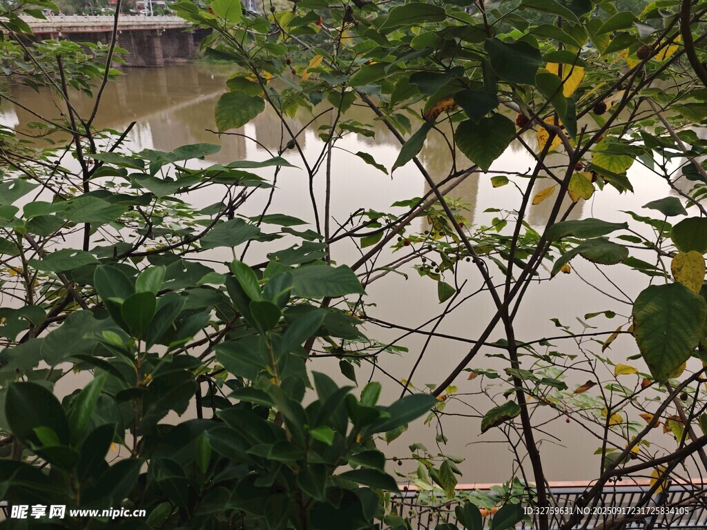 透过枝叶见水面景象