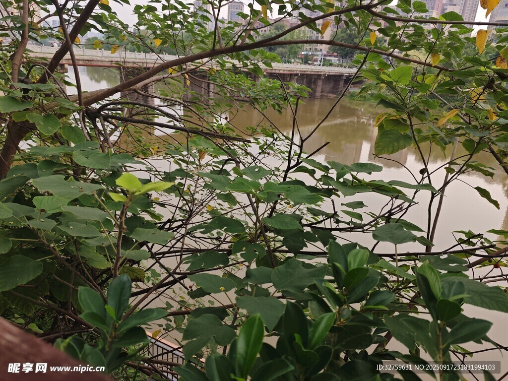 绿植环绕的户外景致