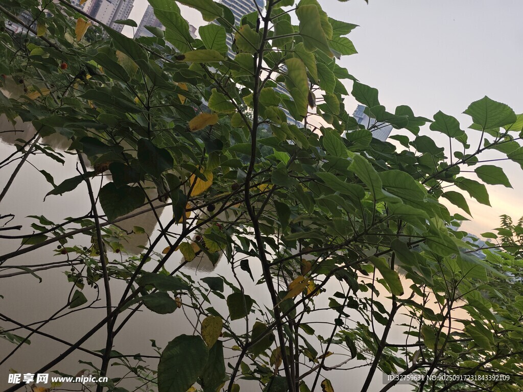 绿叶繁茂的户外植物景象