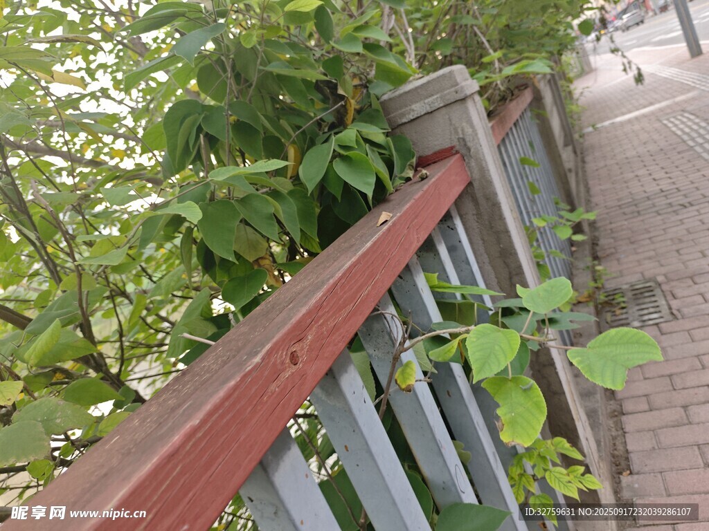 木质栏杆旁的绿植小径
