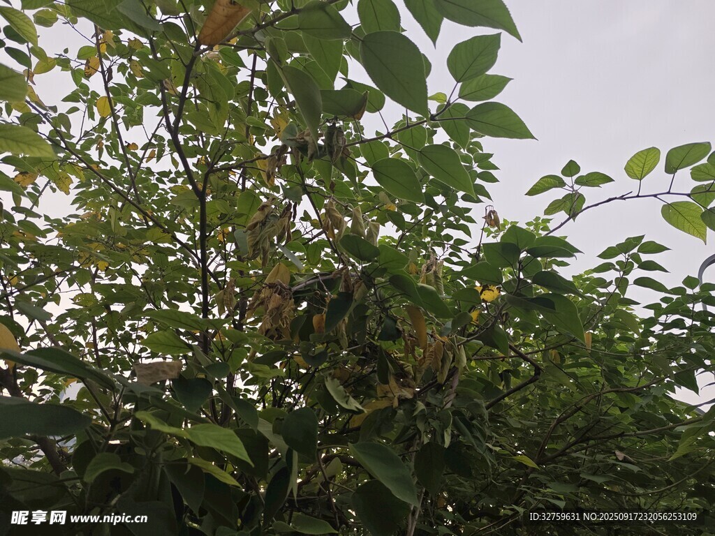 绿叶繁茂的植物景象